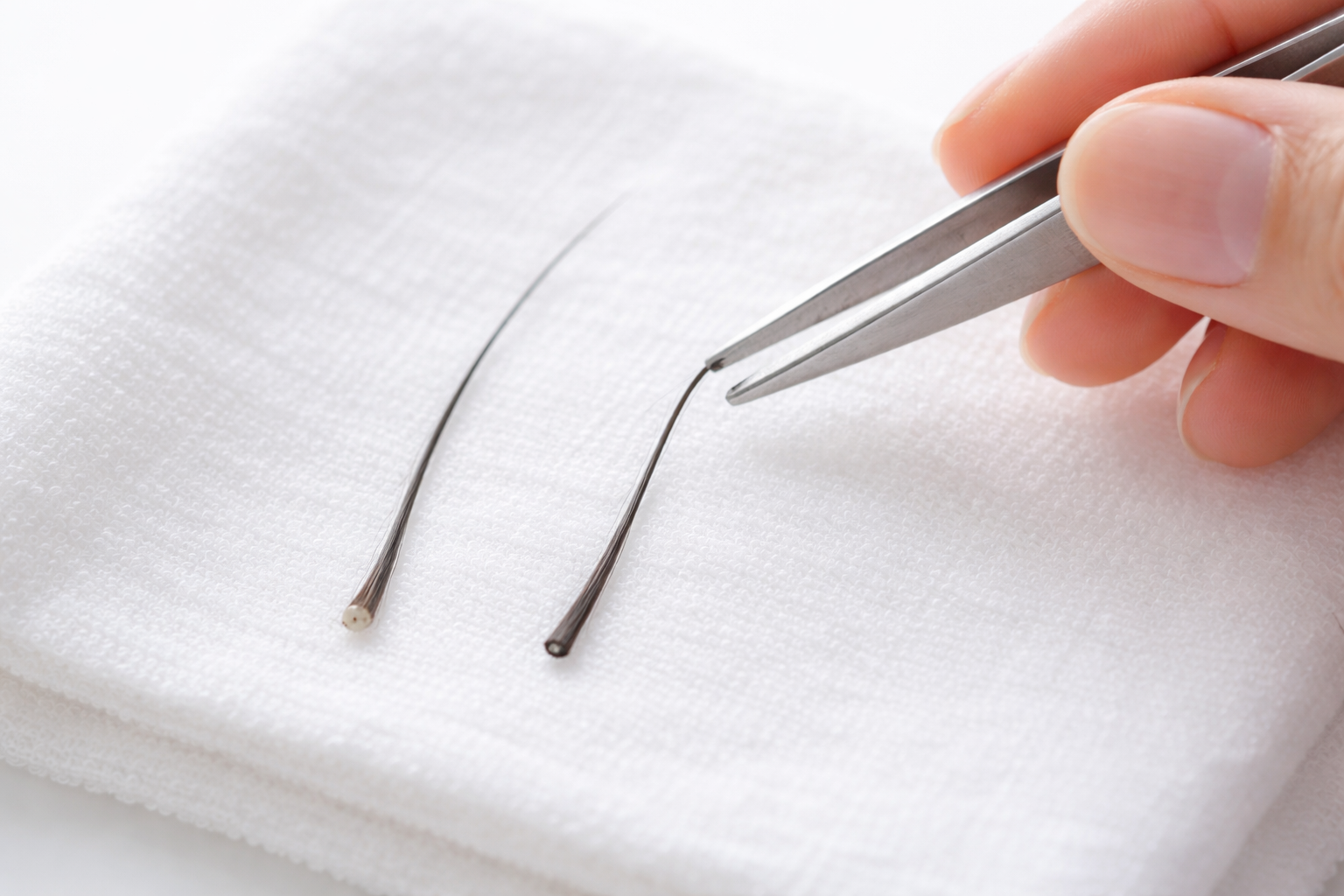 白い布の上でピンセットで毛をつまみ、毛根の有無を比べて確認している接写