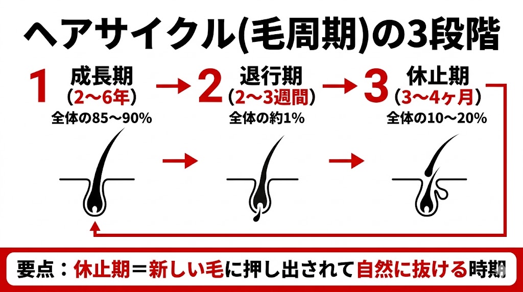 休止期脱毛はいつまで続く?3ヶ月の見切り目安と6ヶ月超で疑う受診サイン 19 ヘアサイクルの3段階(成長期・退行期・休止期)と各期間の目安を整理した図解